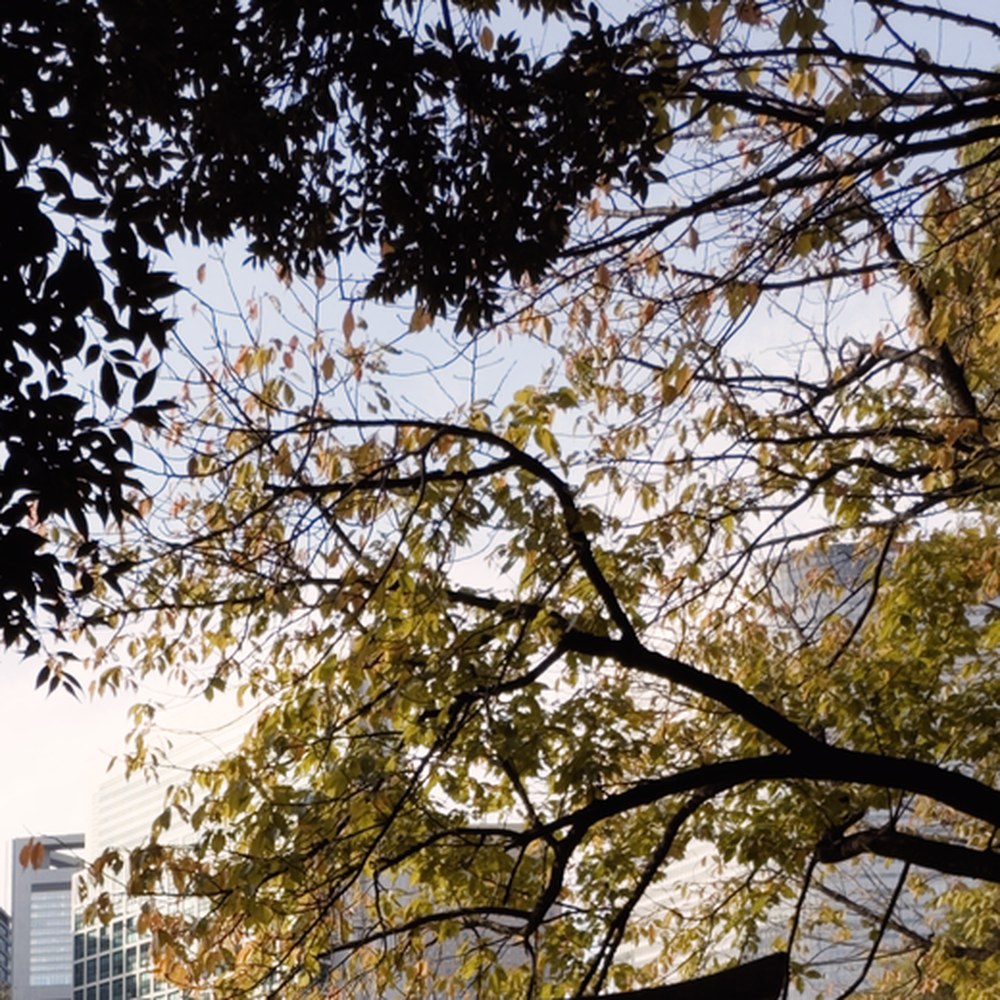 A 1:1 crop of bright sky seen through dark autumn branches, developed through a colour lookup table: clean, smooth, edges cut hard against the sky.