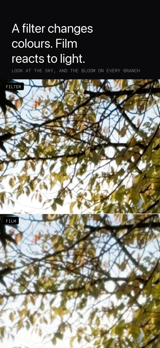 A filter and film comparison of backlit leaves, magnified.